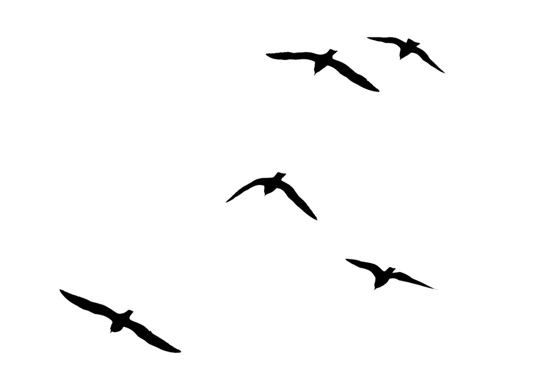 Oiseaux